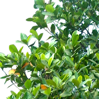 Aplus Image - Crop