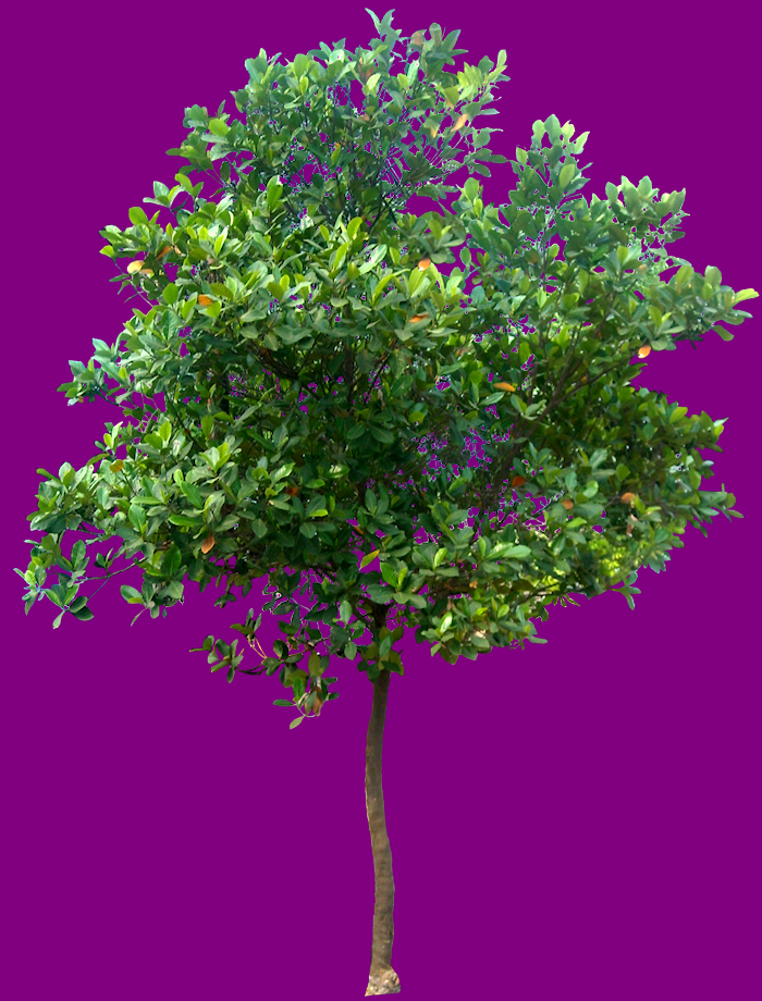 Aplus Image - Flatten