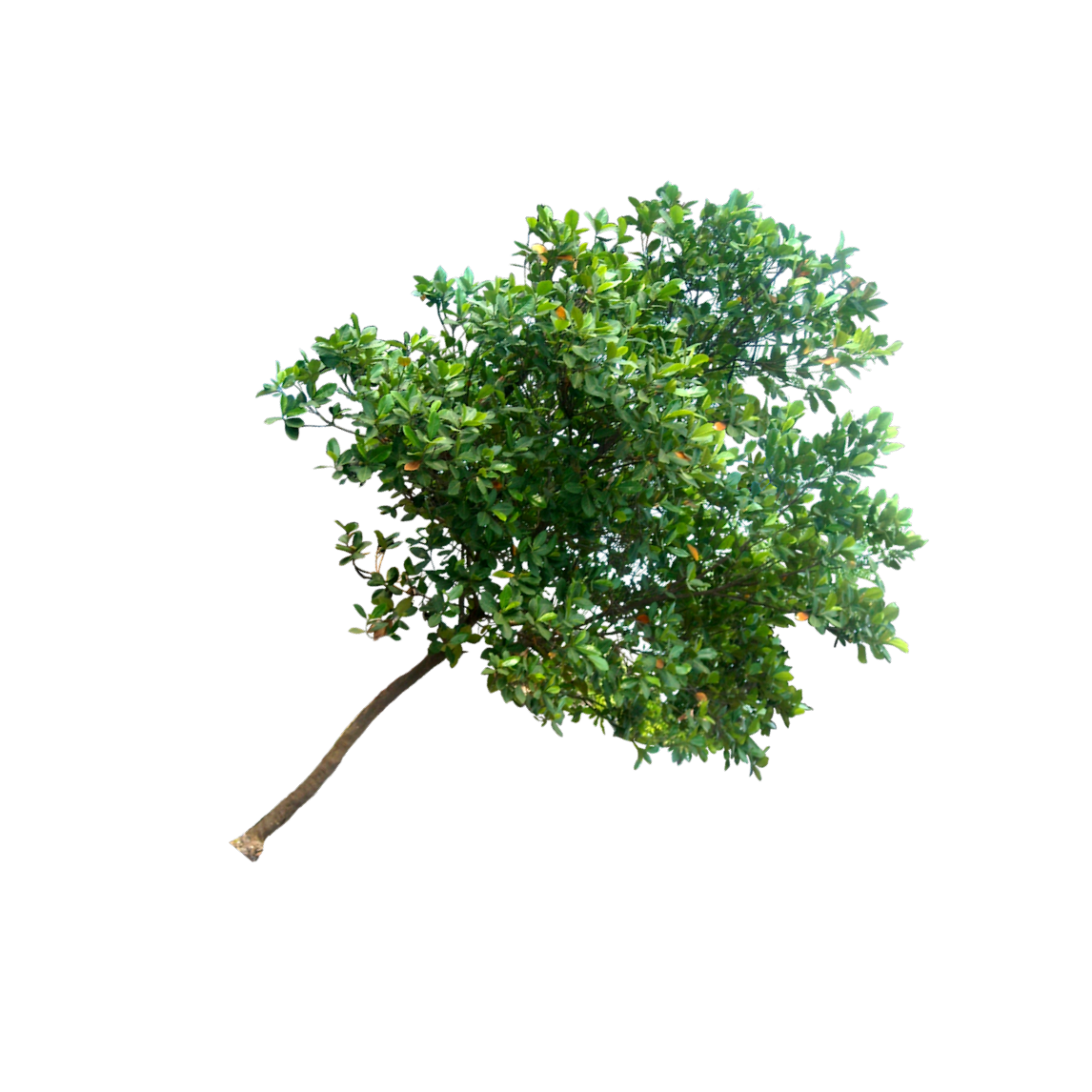 Aplus Image - Rotate