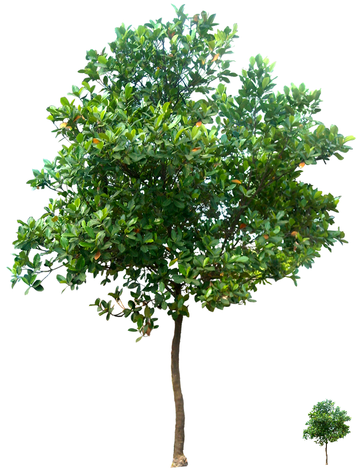 Aplus Image - Watermark